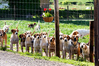 South_Notts_Kennels_6th_June_2015_002