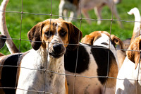 South_Notts_Kennels_6th_June_2015_004