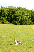 South_Notts_Kennels_6th_June_2015_006