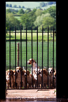 South_Notts_Kennels_6th_June_2015_009