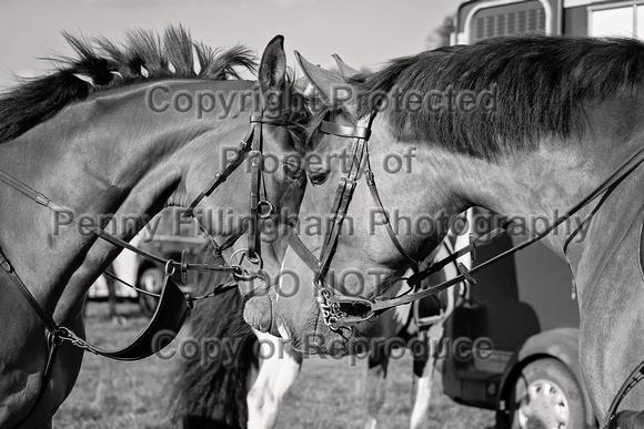 South_Notts_Hound_Exercise_Kennels_16th_Aug_2024_006