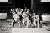 South_Notts_Hound_Exercise_Kennels_5th_Oct_2024_009