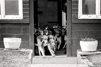 South_Notts_Hound_Exercise_Kennels_5th_Oct_2024_008