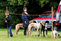 Grove_and_Rufford_Show_Lurchers_19th_July_2014.005