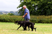 Grove_and_Rufford_Show_Lurchers_19th_July_2014.013