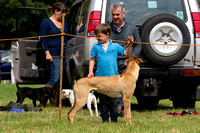 Grove_and_Rufford_Show_Lurchers_19th_July_2014.018