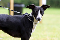 Grove_and_Rufford_Show_Lurchers_19th_July_2014.007