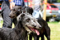 Grove and Rufford, Lurchers (19th July 2014)