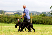 Grove_and_Rufford_Show_Lurchers_19th_July_2014.014