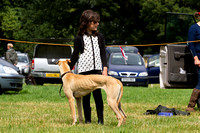 Grove_and_Rufford_Show_Lurchers_19th_July_2014.017