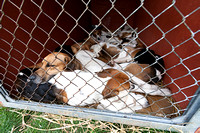 Great_Yorkshire_Show_Tuesday_Afternoon_8th_July_2014.009