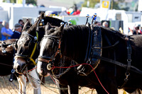 Southwell_Ploughing_Match_26th_Sept_2015_003