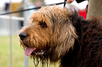 Arbury_Hall_Hounds_Sat_17th_August_2013.013