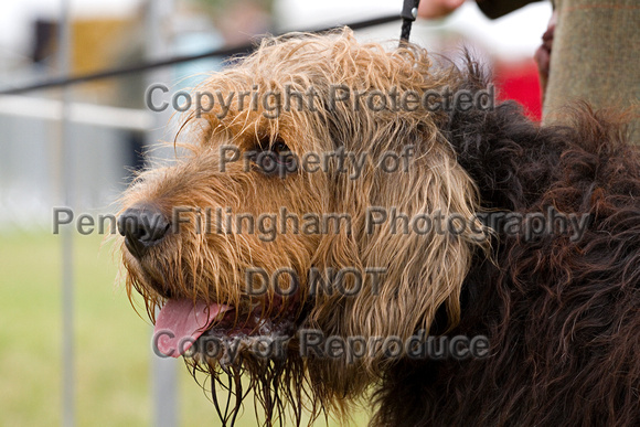 Arbury_Hall_Hounds_Sat_17th_August_2013.013