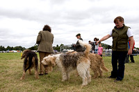 Arbury_Hall_Hounds_Sat_17th_August_2013.006