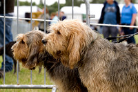 Arbury_Hall_Hounds_Sat_17th_August_2013.009