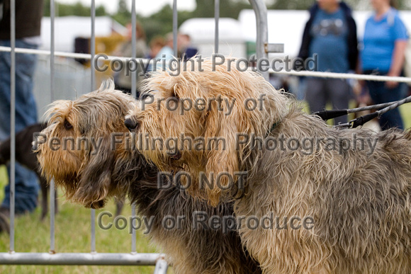 Arbury_Hall_Hounds_Sat_17th_August_2013.009