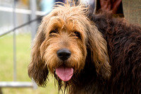 Arbury_Hall_Hounds_Sat_17th_August_2013.014