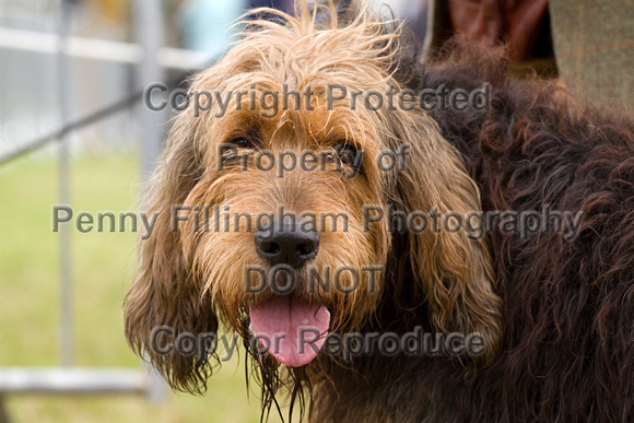 Arbury_Hall_Hounds_Sat_17th_August_2013.014