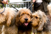 Arbury_Hall_Hounds_Sat_17th_August_2013.018