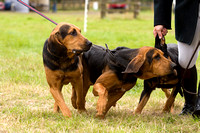 Arbury_Hall_Hounds_Sat_17th_August_2013.008