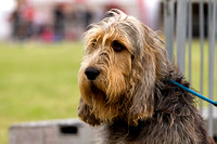 Arbury_Hall_Hounds_Sat_17th_August_2013.016