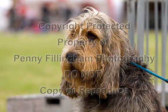 Arbury_Hall_Hounds_Sat_17th_August_2013.016