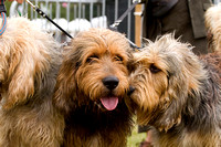 Arbury_Hall_Hounds_Sat_17th_August_2013.019