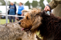 Arbury_Hall_Hounds_Sat_17th_August_2013.010