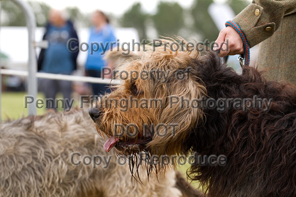 Arbury_Hall_Hounds_Sat_17th_August_2013.010