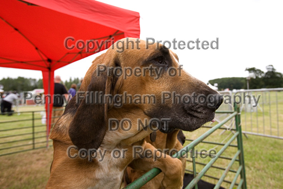 Arbury_Hall_Hounds_Sat_17th_August_2013.002