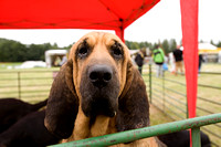 Arbury_Hall_Hounds_Sat_17th_August_2013.003