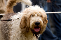 Arbury_Hall_Hounds_Sat_17th_August_2013.011