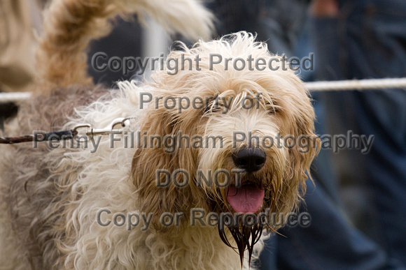 Arbury_Hall_Hounds_Sat_17th_August_2013.011