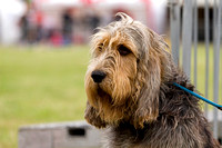 Arbury_Hall_Hounds_Sat_17th_August_2013.015