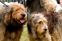 Arbury_Hall_Hounds_Sat_17th_August_2013.020