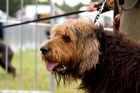 Arbury_Hall_Hounds_Sat_17th_August_2013.012