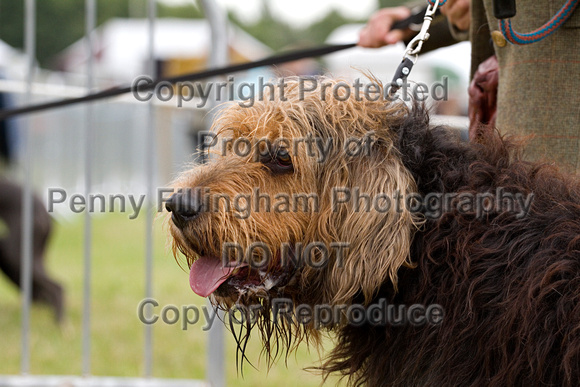 Arbury_Hall_Hounds_Sat_17th_August_2013.012