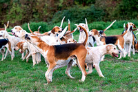 South_Notts_Kennels_3rd_Sept_2018_016