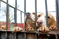 South_Notts_Kennels_5th_April_2015_020