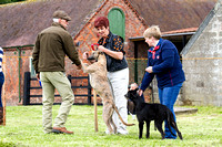 MSSH_Terrier_and_Lurcher_Show_Lurchers_21st_June_2015_014
