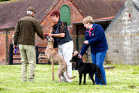 MSSH_Terrier_and_Lurcher_Show_Lurchers_21st_June_2015_013