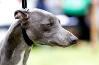 MSSH_Terrier_and_Lurcher_Show_Lurchers_21st_June_2015_016