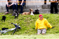 MSSH_Terrier_and_Lurcher_Show_Lurchers_21st_June_2015_003