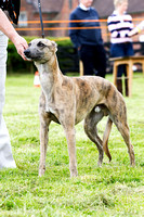 MSSH_Terrier_and_Lurcher_Show_Lurchers_21st_June_2015_009