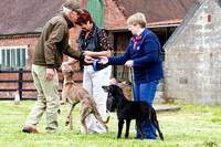 MSSH_Terrier_and_Lurcher_Show_Lurchers_21st_June_2015_015