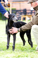 MSSH_Terrier_and_Lurcher_Show_Lurchers_21st_June_2015_012
