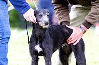 MSSH_Terrier_and_Lurcher_Show_Lurchers_21st_June_2015_011