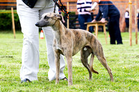 MSSH_Terrier_and_Lurcher_Show_Lurchers_21st_June_2015_007