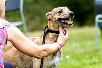 South_Notts_Open_Day_Lurchers_5th_July_2015_007